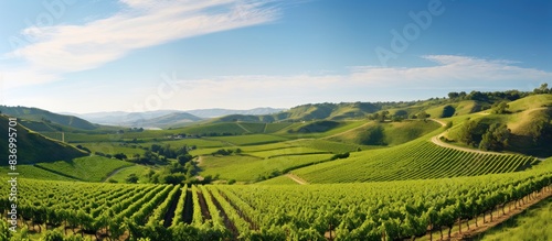 Vineyards. Creative banner. Copyspace image