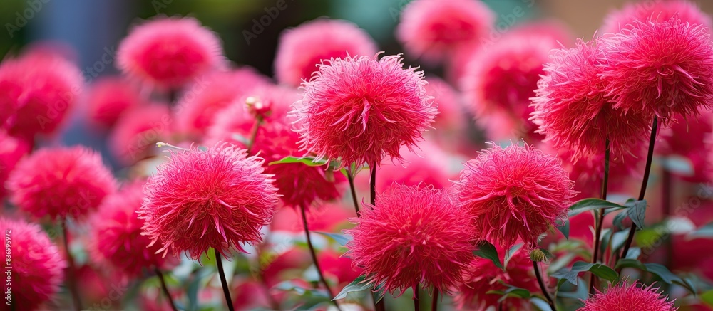 The Red Pollen of Pink Red Powderpuff Blooming in The Garden. Creative banner. Copyspace image The Red Pollen of Pink Red Powderpuff Blooming in The Garden. Creative banner. Copyspace image