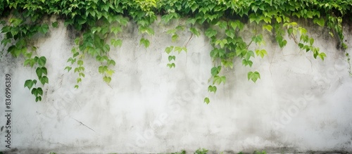 The chain of green leaf in old white wall cement. Creative banner. Copyspace image