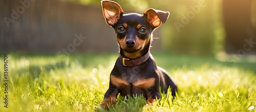 Little pinscher ratter prazsky krysarik crossbreed small dog playing outside on grass during summer spring weather. Creative banner. Copyspace image photo