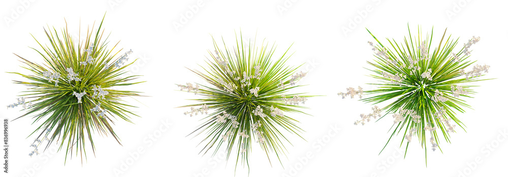 Libertia formosa tree top view, tree plan 4k png cutout Libertia formosa tree top view, tree plan 4k png cutout