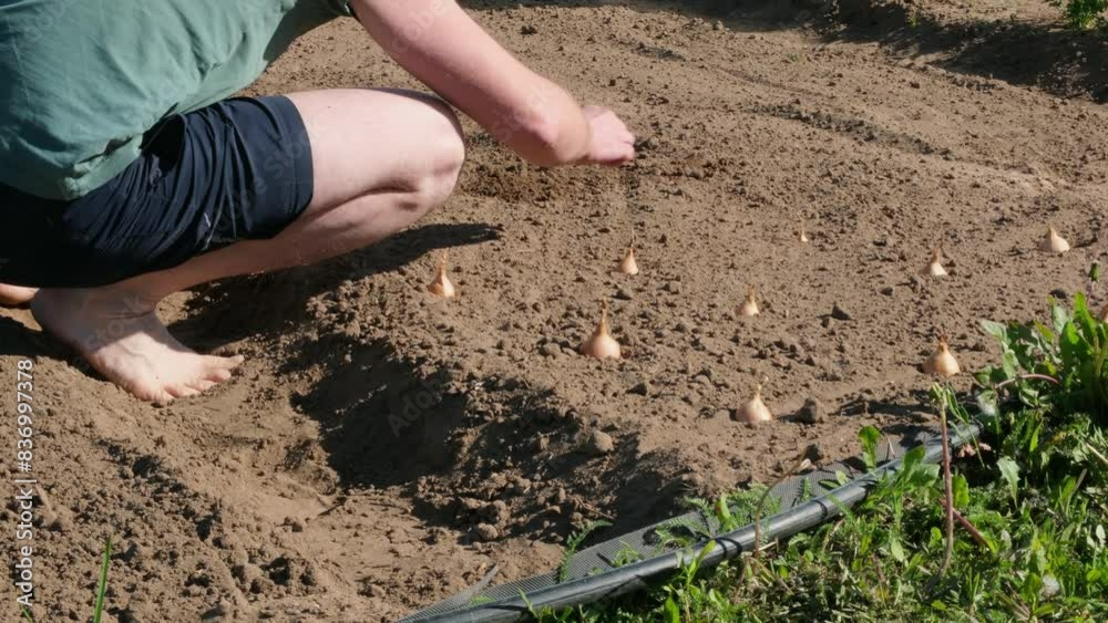 Close-up of a man sowing onion seedlings. Concept of natural organic bio farming in agriculture and spring gardening. Sowing and planting. UHD 4K.