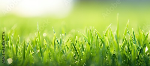 Young grass leaves in the garden. Creative banner. Copyspace image