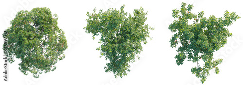 Barringtonia acutangula tree top view, tree plan 4k png cutout	 photo