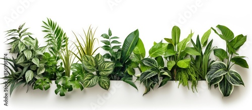 Plants with uniquely patterned leaves. Creative banner. Copyspace image photo