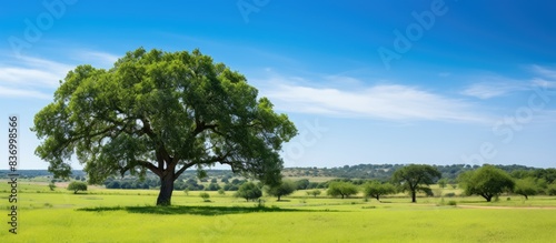 Landscape of a cork oak on a green field and blue sky perfect for wallpaper. Creative banner. Copyspace image