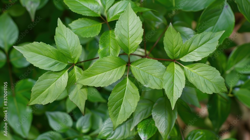 Dark green leaves top view Dark green leaves top view