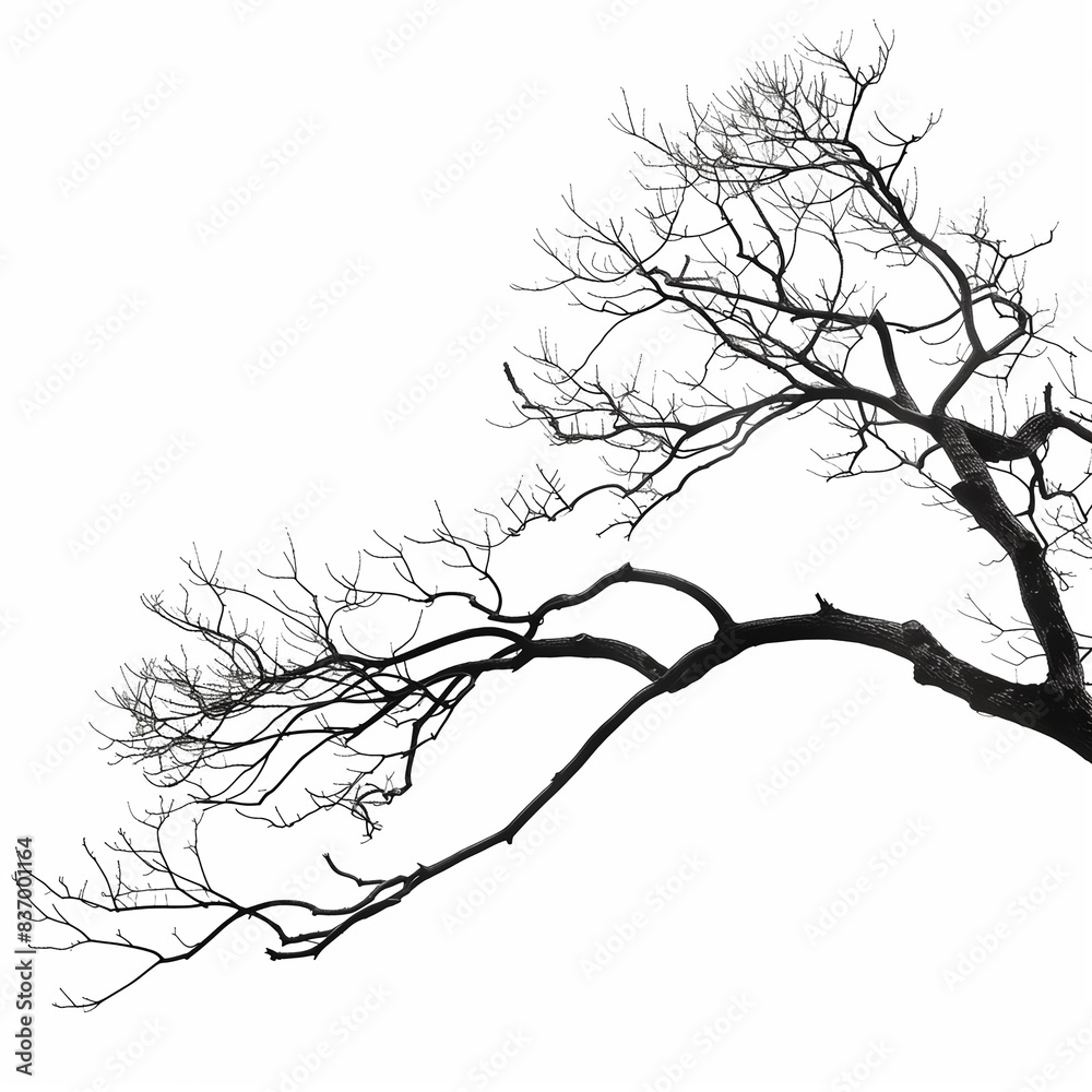 Obraz premium 나뭇가지