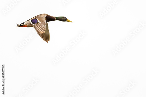 Photos Anas platyrhynchos