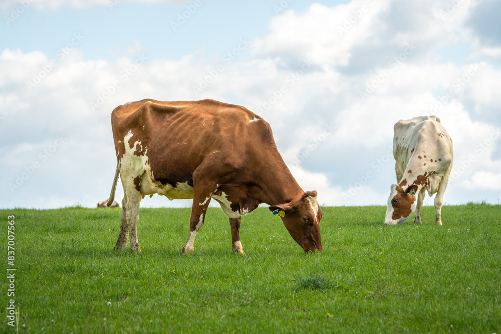 two cows grazing in a field on a sunny day with clouds two cows grazing in a field on a sunny day with clouds