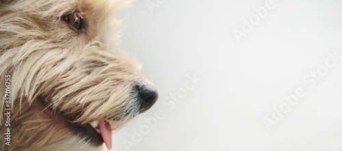 banner dog face with open mouth in profile close-up, dog tongue