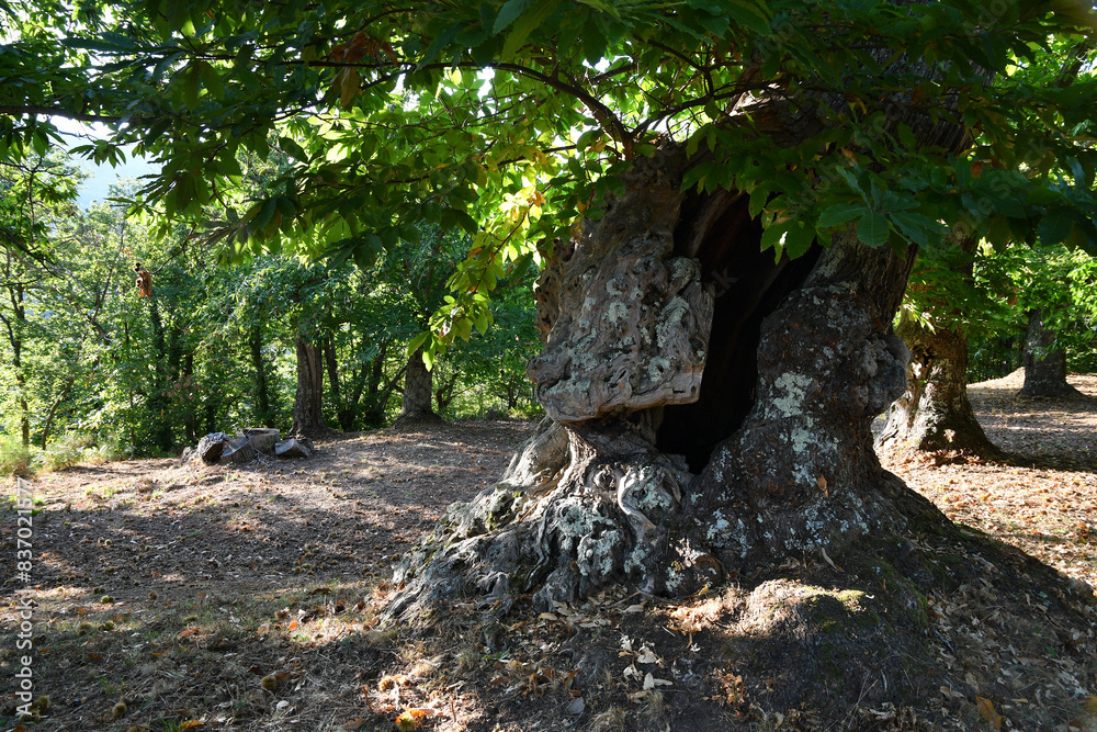 Centuries-old chestnut forest. Detail of the bark of the chestnut tree trunk.