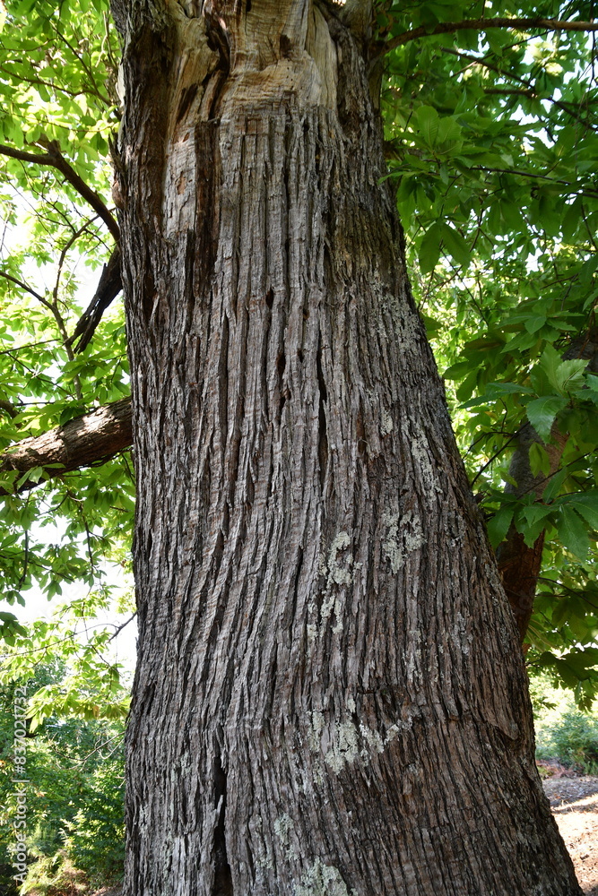 Centuries-old chestnut forest. Detail of the bark of the chestnut tree trunk. Centuries-old chestnut forest. Detail of the bark of the chestnut tree trunk.