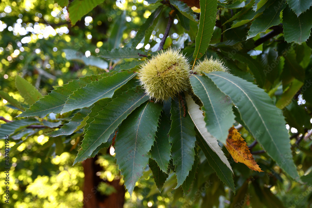 closeup of Hedgehogs almost ripe hanging from a chestnut branch just before the chestnut harvest in October in the fall. selective focus. closeup of Hedgehogs almost ripe hanging from a chestnut branch just before the chestnut harvest in October in the fall. selective focus.