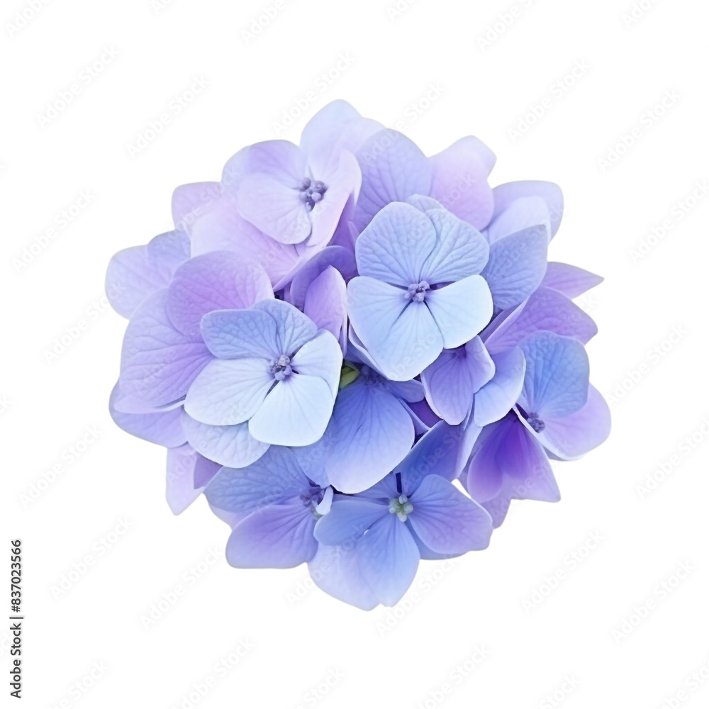 Obraz premium Hydrangea flower isolated on transparent background