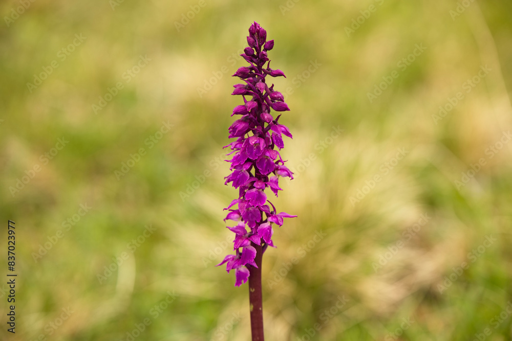 Obraz premium blühendes Knabenkraut orchidee auf der Bergwiese