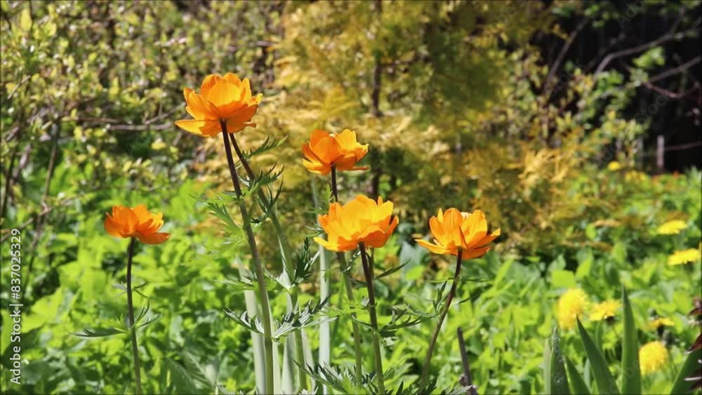 Orange flowers of globeflower against the background of bushes on a sunny spring day - video, close-up Orange flowers of globeflower against the background of bushes on a sunny spring day - video, close-up