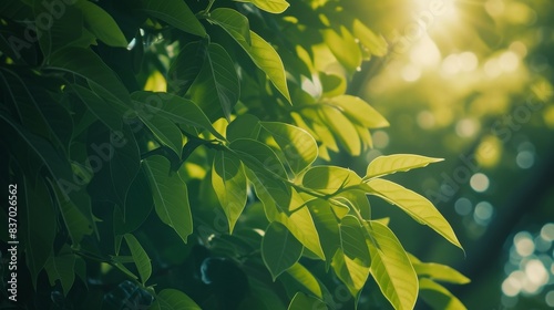 Fresh green leaves on a large tree