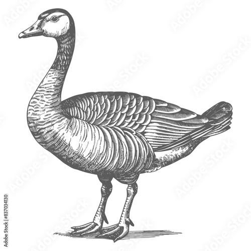 Antique Etching of a Gray Goose, Detailed Feather Texture, Isolated.