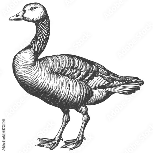 Engraved Greylag Goose: Vintage Black and White Illustration, Detailed Feather Texture.