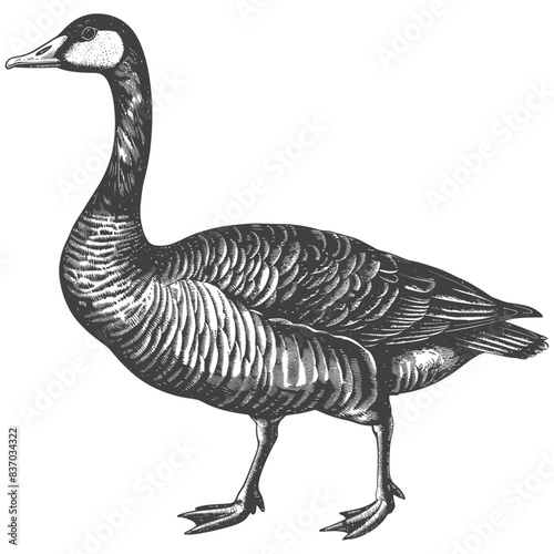 Barnacle Goose Engraving: Ornate Plumage, Waterfowl Illustration, Vintage Style.