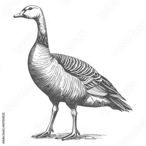 Detailed Engraving of a Bar-headed Goose, Anser Indicus, Ornithological Illustration