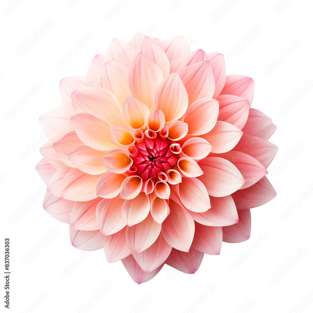 Dahlia flower isolated on transparent background Dahlia flower isolated on transparent background