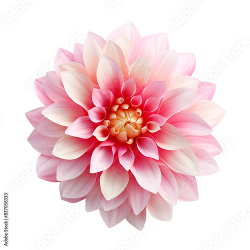 Wallpaper Mural Dahlia flower isolated on transparent background Torontodigital.ca