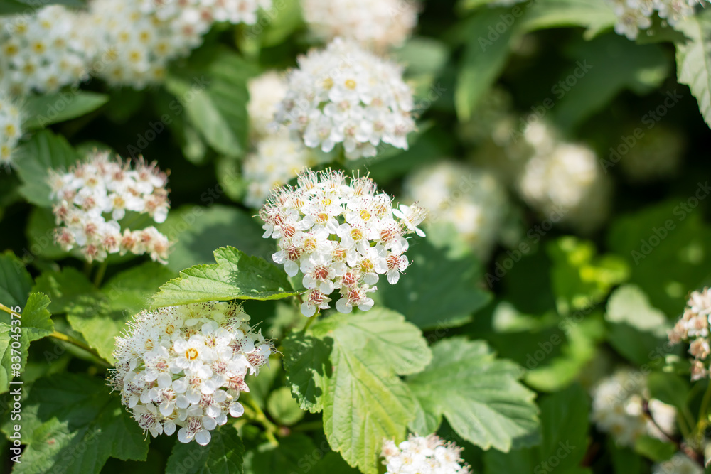 A close up of a bush with beautiful white flowers and vibrant green leaves A close up of a bush with beautiful white flowers and vibrant green leaves