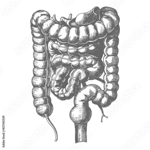 Vintage Engraving of Human Colon Anatomy, Digestive System Illustration.