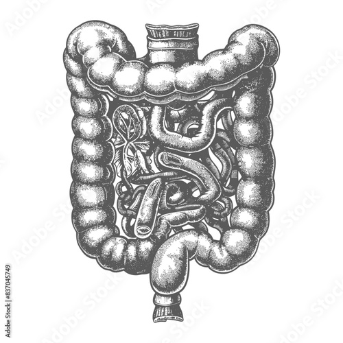 human small intestine with engraving style black color only