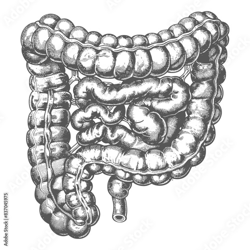 human small intestine with engraving style black color only