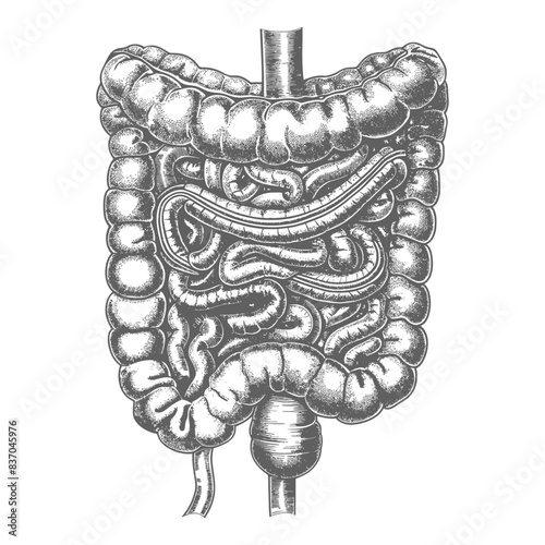 human small intestine with engraving style black color only