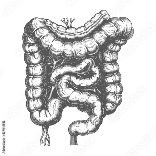 human small intestine with engraving style black color only