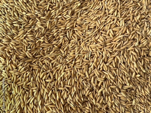 Rice paddy (unmilled rice) texture pattern background