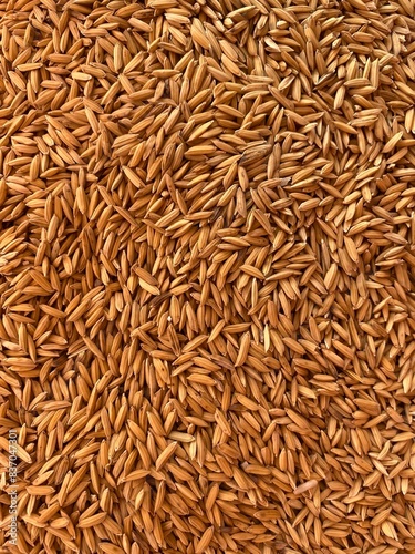 Rice paddy (unmilled rice) texture pattern background