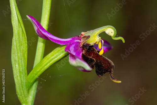 Ophrys apifera var. almaracensis