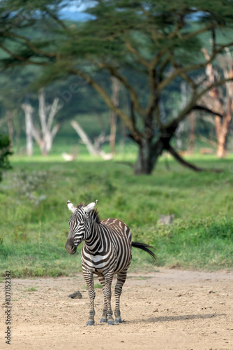 Nakuru national park  plains zebra