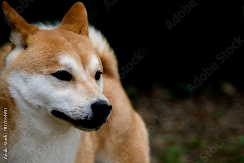 柴犬の顔