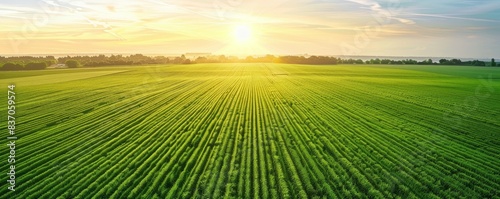 Breathtaking view of a vibrant green field at sunrise with clear skies. Perfect agricultural landscape for use in nature and farming imagery.