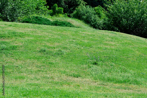 Photography Green grassy hillside in summer
