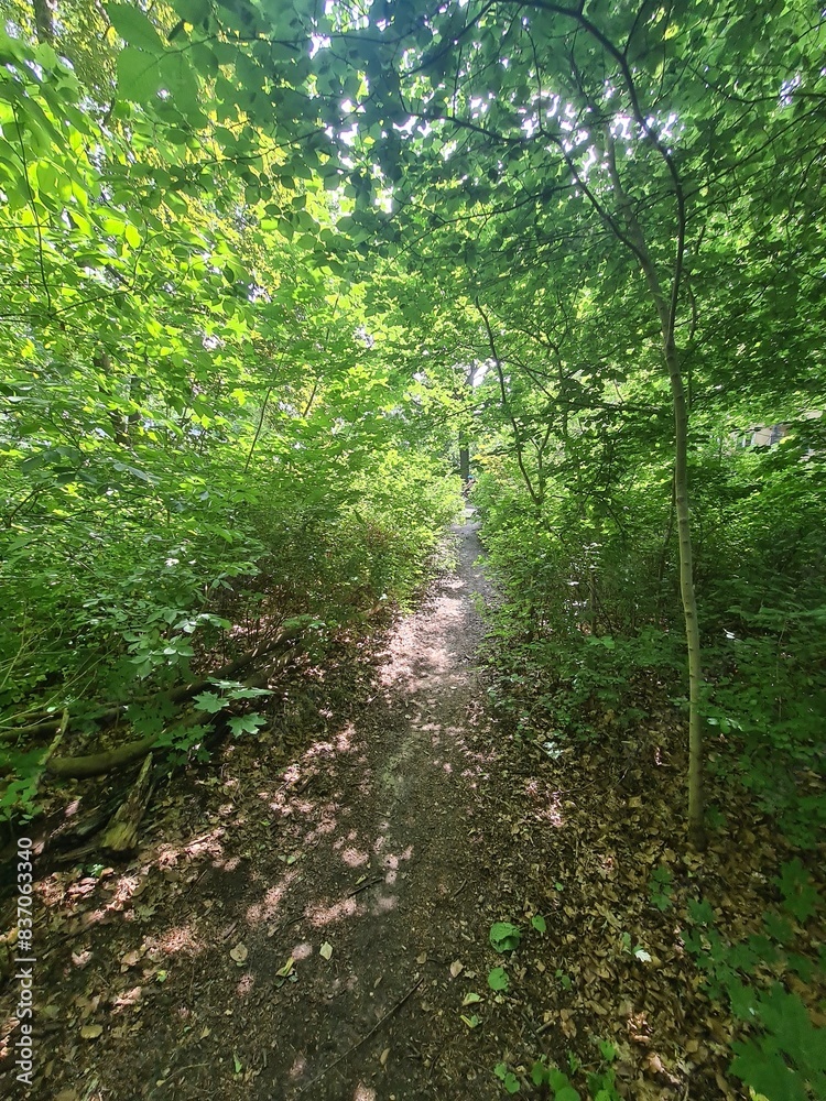 nature path in Plänterwald Forest, Berlin Treptow/Köpenick nature path in Plänterwald Forest, Berlin Treptow/Köpenick