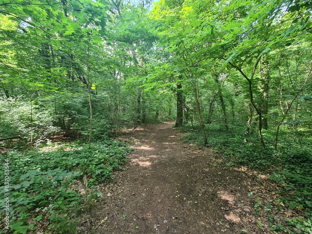 nature path in Plänterwald Forest in Treptow/Köpenick nature path in Plänterwald Forest in Treptow/Köpenick