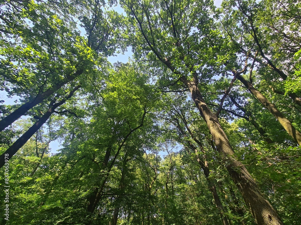 Trees in the Plänterwal Forest, Berlin Treptow Trees in the Plänterwal Forest, Berlin Treptow