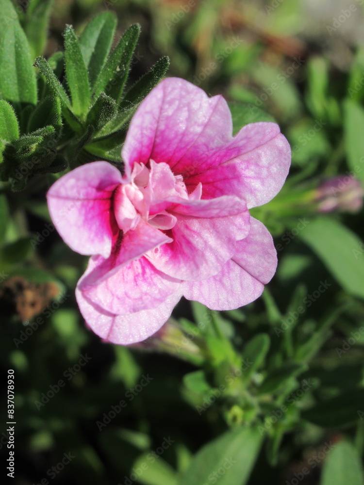 Zbliżenie na jaskrawe kwiaty Calibrachoa Zbliżenie na jaskrawe kwiaty Calibrachoa