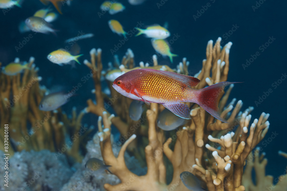 Pseudanthias squamipinnis red sea goldie fish Pseudanthias squamipinnis red sea goldie fish