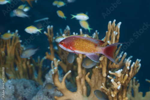 Pseudanthias squamipinnis red sea goldie fish photo