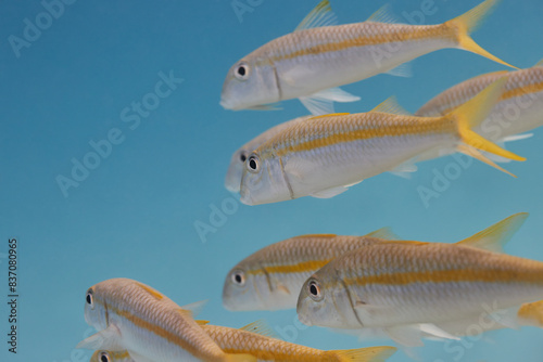 Mulloidichthys martinicus yellow goatfish school photo