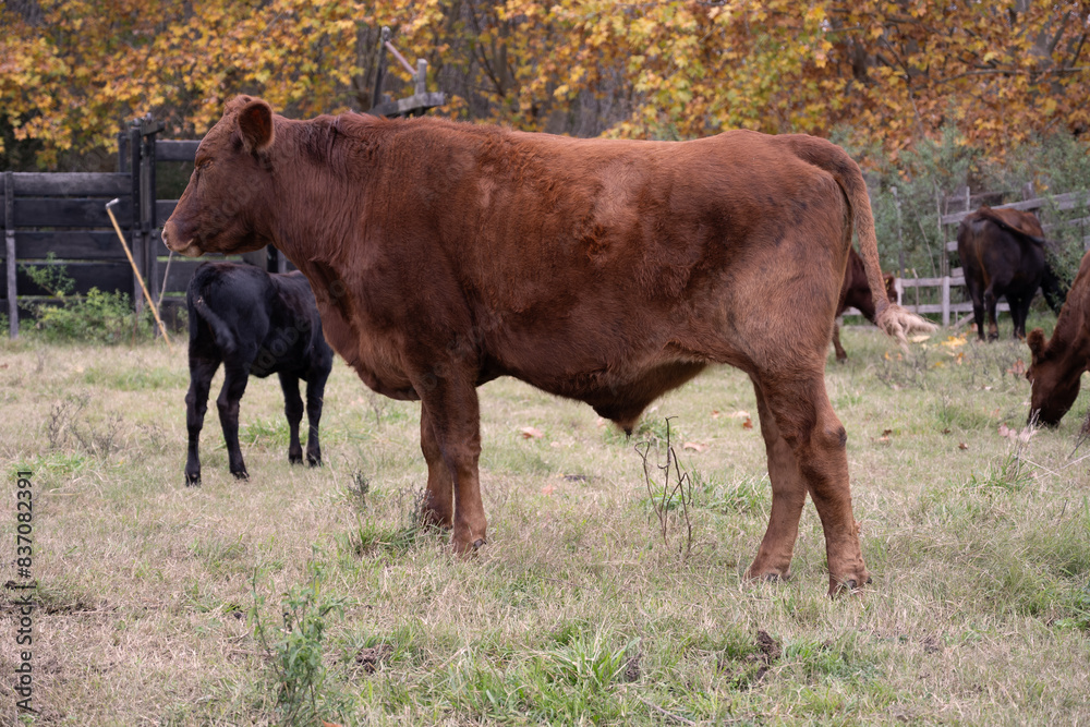 Obraz premium COW GRAZING 