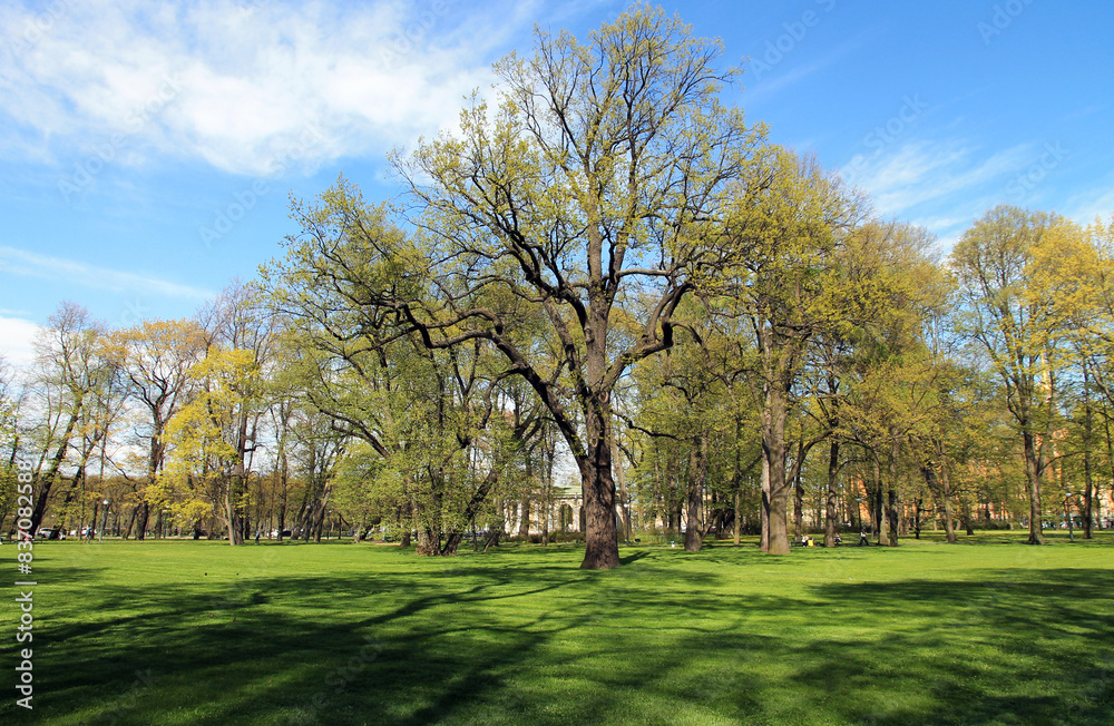 Spring trees in the park against the blue sky. Spring trees in the park against the blue sky.